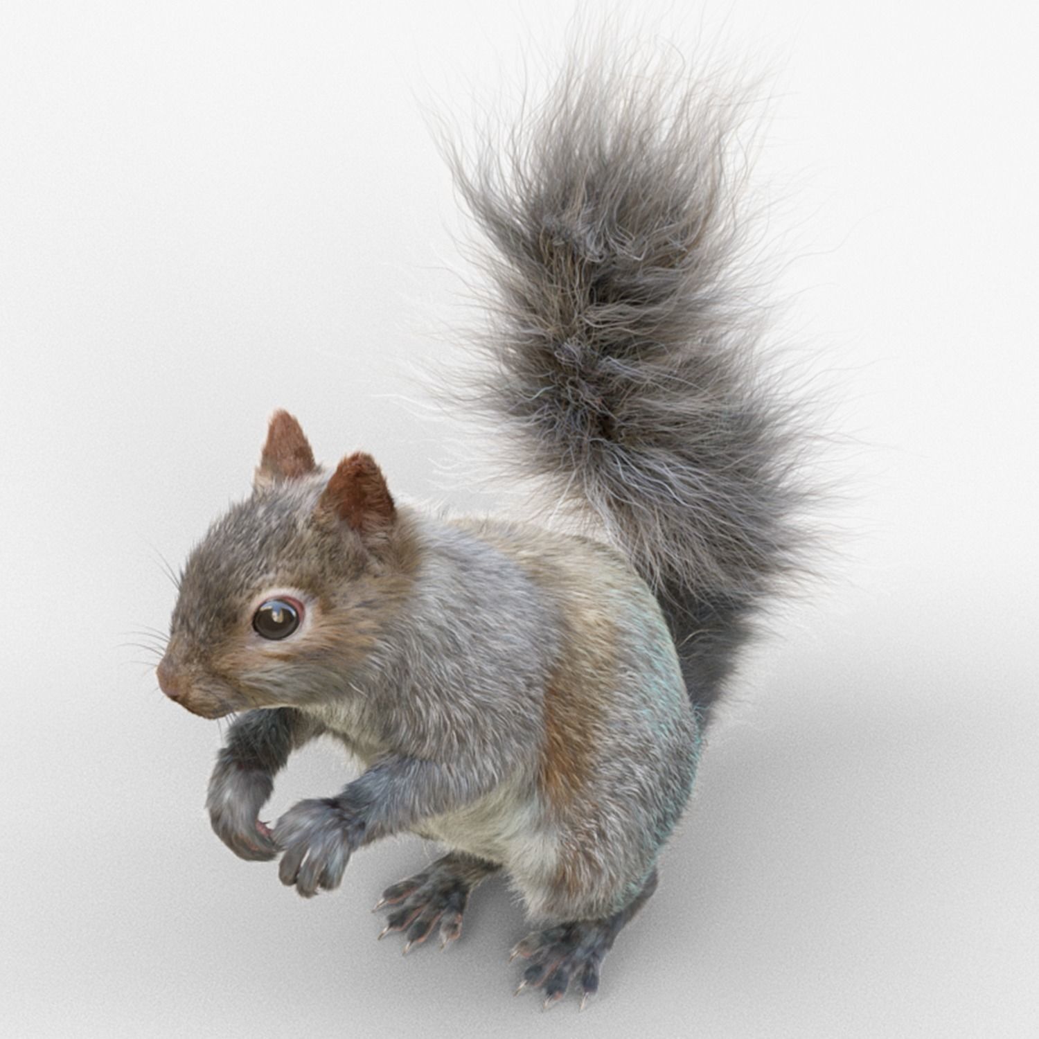 Squirrel Model in flight 3D model_2