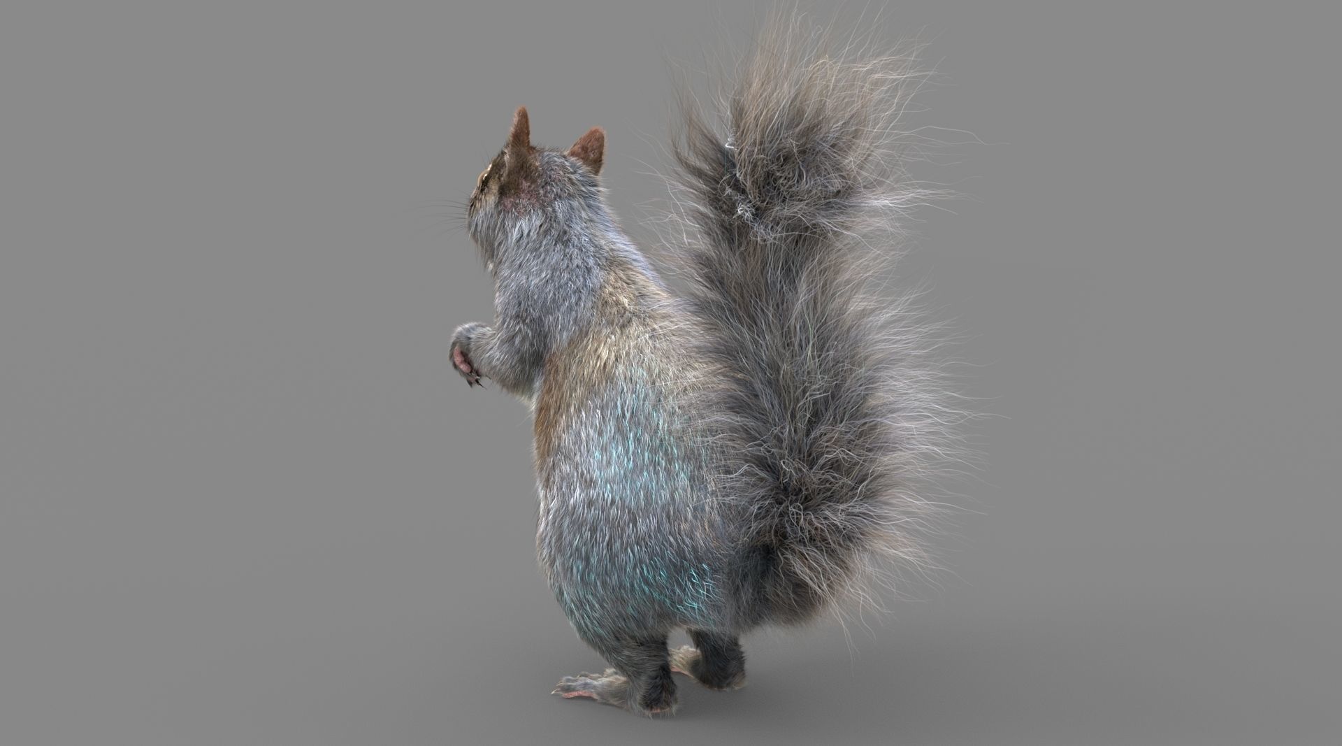 Squirrel Model in flight 3D model_6