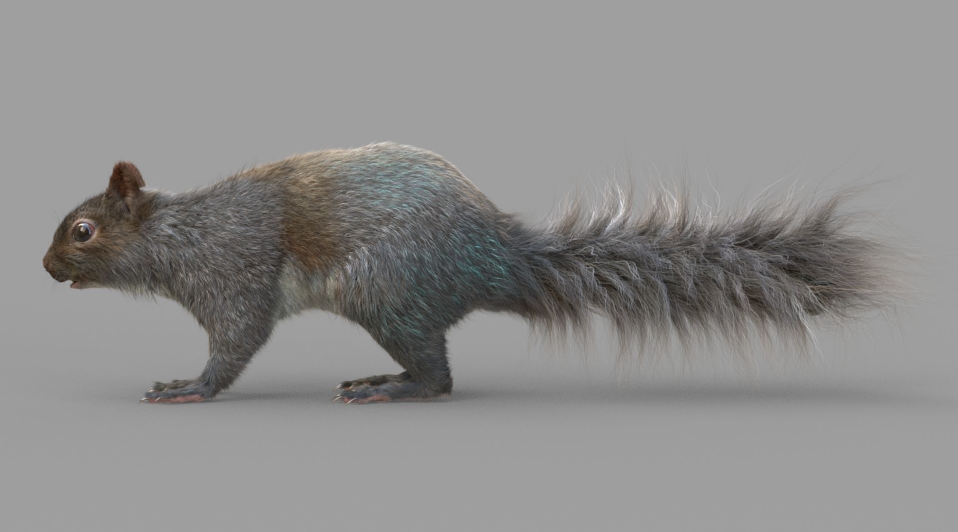 Squirrel Model in flight 3D model_1
