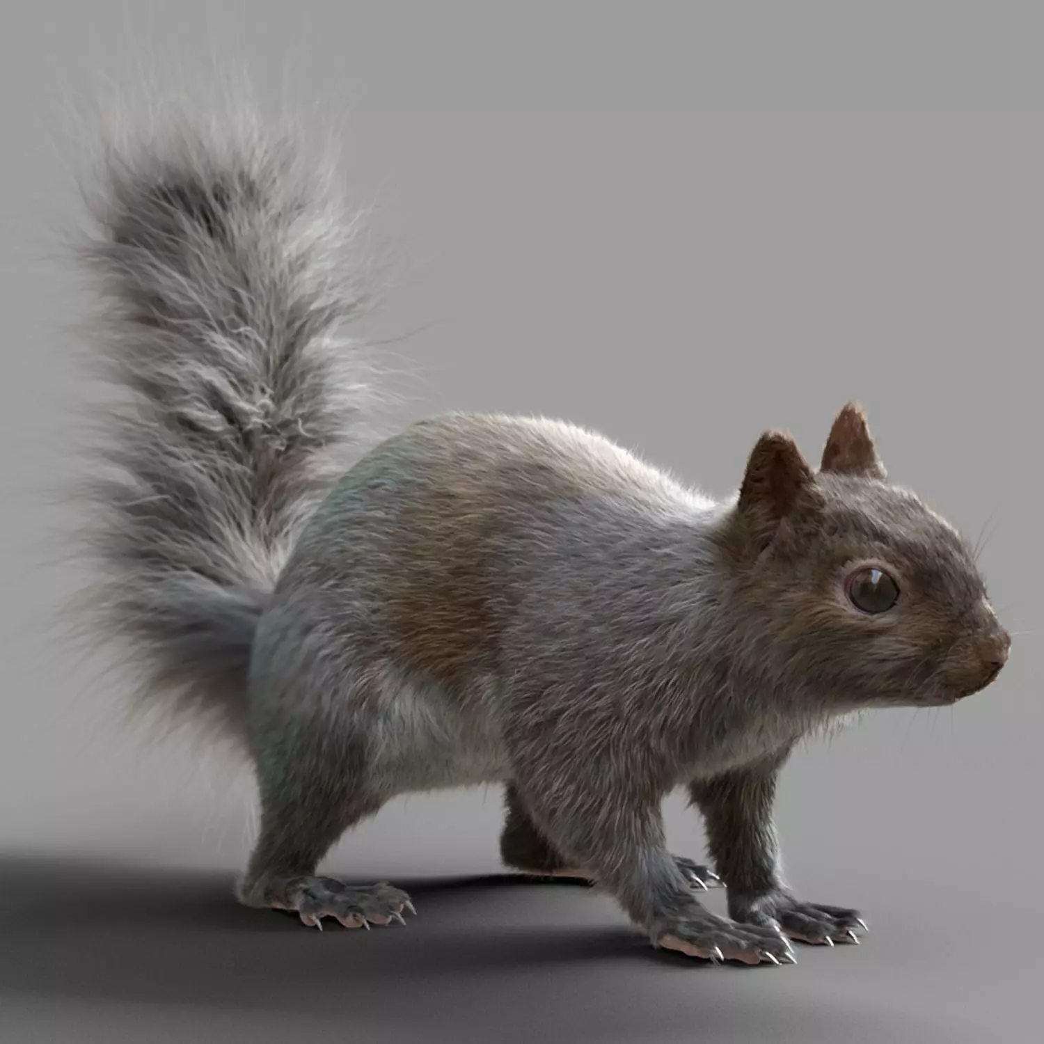 Squirrel Model in flight 3D model_0