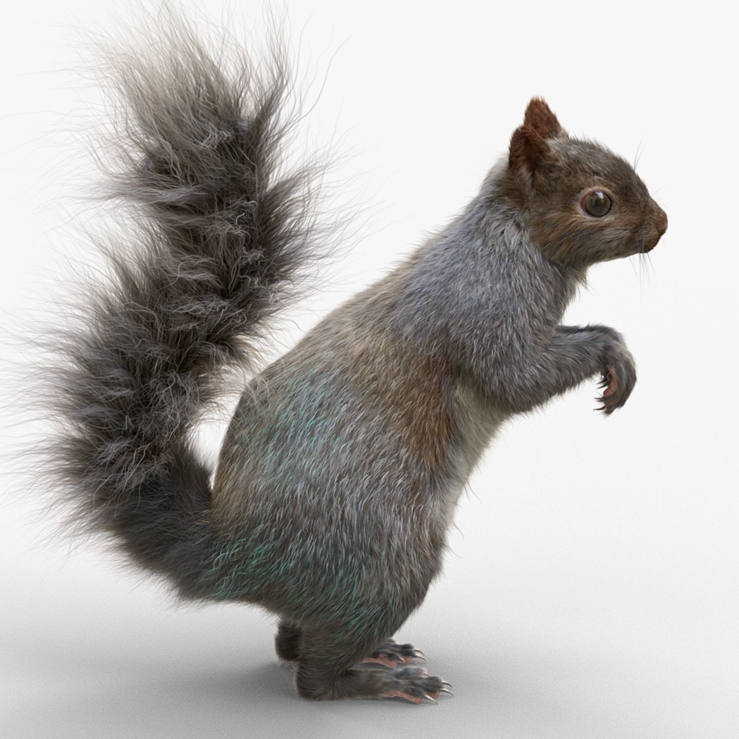 Squirrel Model in flight 3D model_7