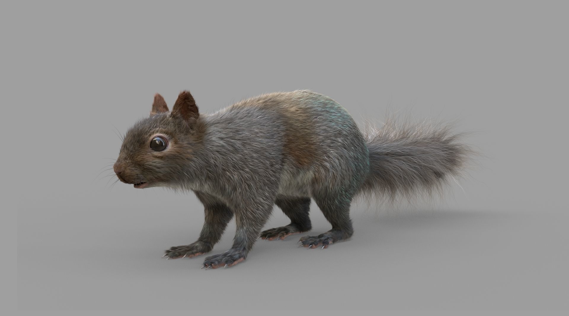 Squirrel Model in flight 3D model_4