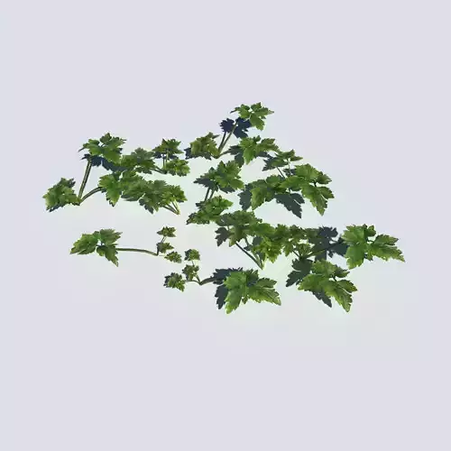 Creeping Buttercup Pack