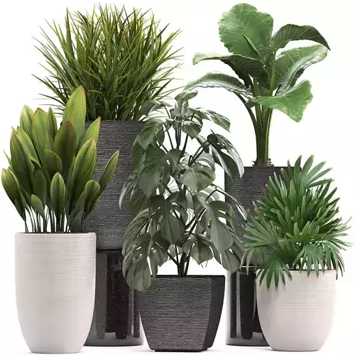 Collection of exotic plants in pots 10