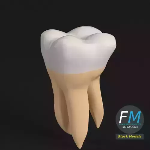 Stylized human second molar tooth 3D model