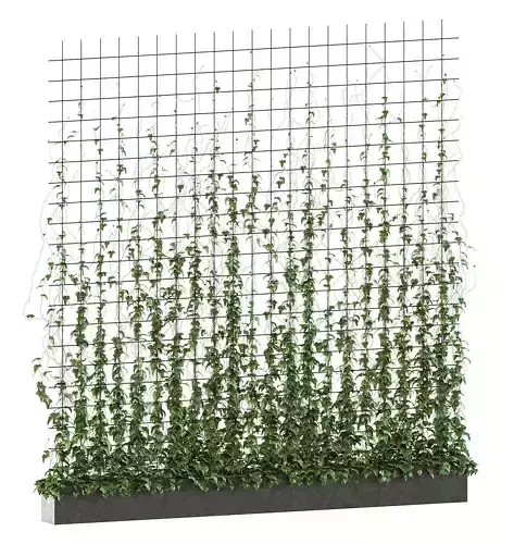 Ivy model on the grate in a long pot