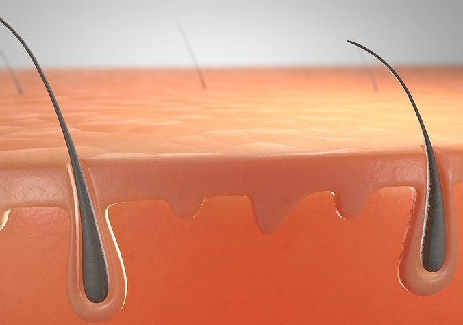 Skin cross section 3D model