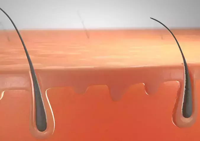 Skin cross section 3D model