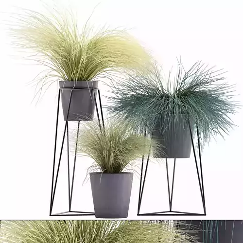 Collection of ornamental grass plants Tussock