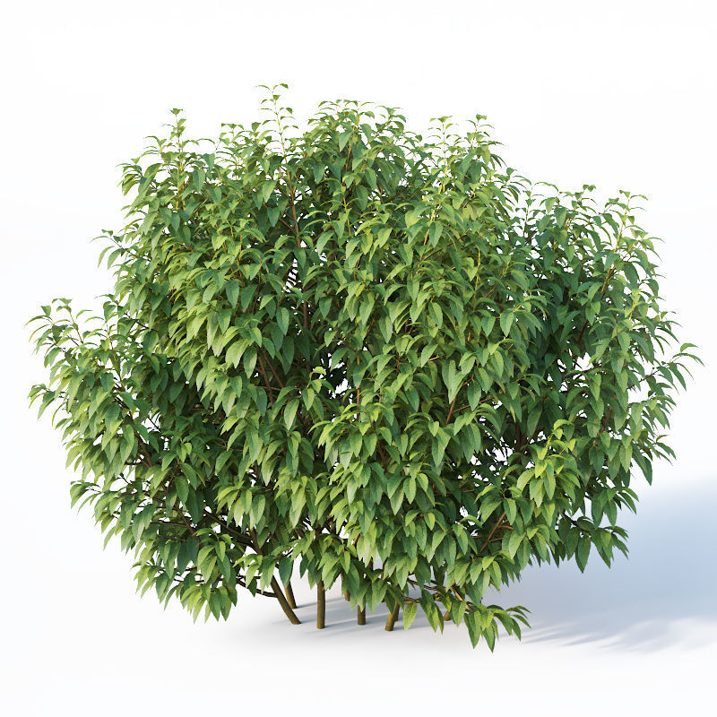 Forsythia 8 bushes Plus 2 hedges collection 3D model_10