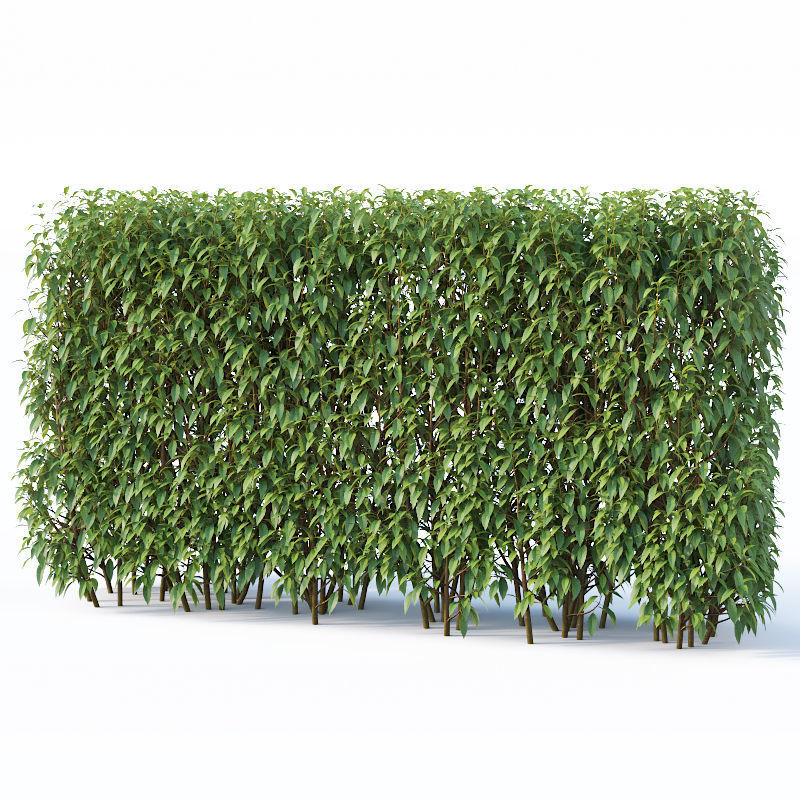 Forsythia 8 bushes Plus 2 hedges collection 3D model_7