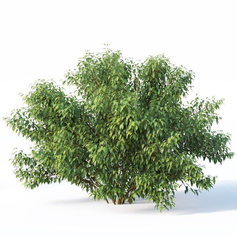 Forsythia 8 bushes Plus 2 hedges collection 3D model_6
