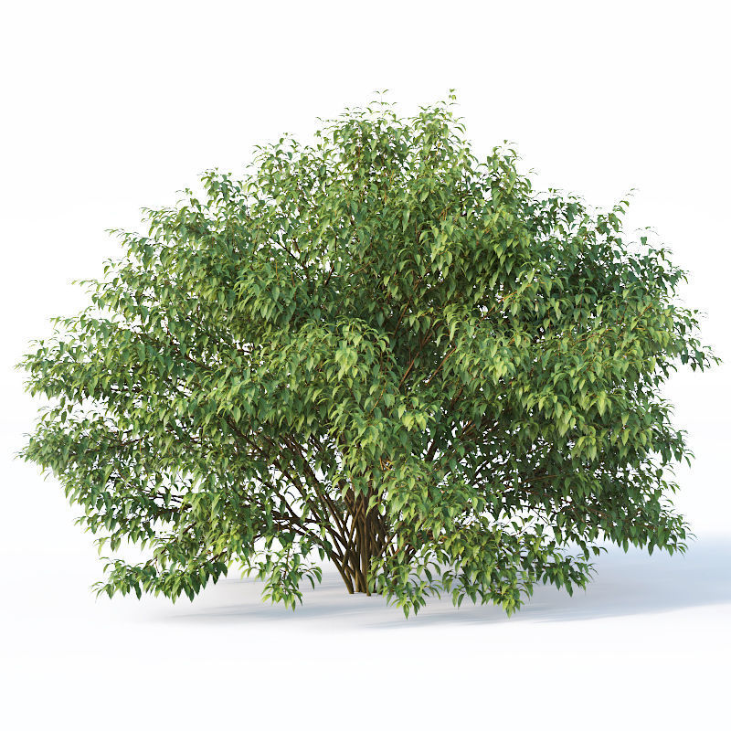 Forsythia 8 bushes Plus 2 hedges collection 3D model_9