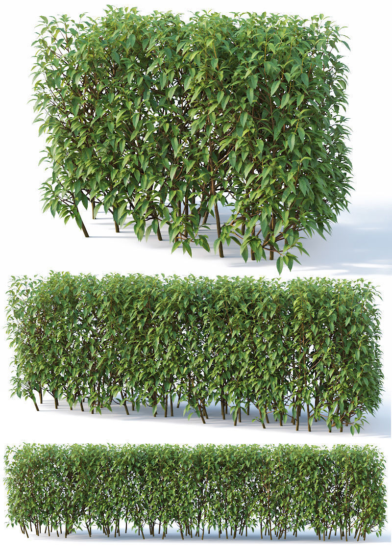 Forsythia 8 bushes Plus 2 hedges collection 3D model_4