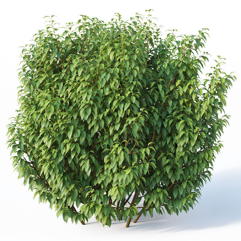 Forsythia 8 bushes Plus 2 hedges collection 3D model_12