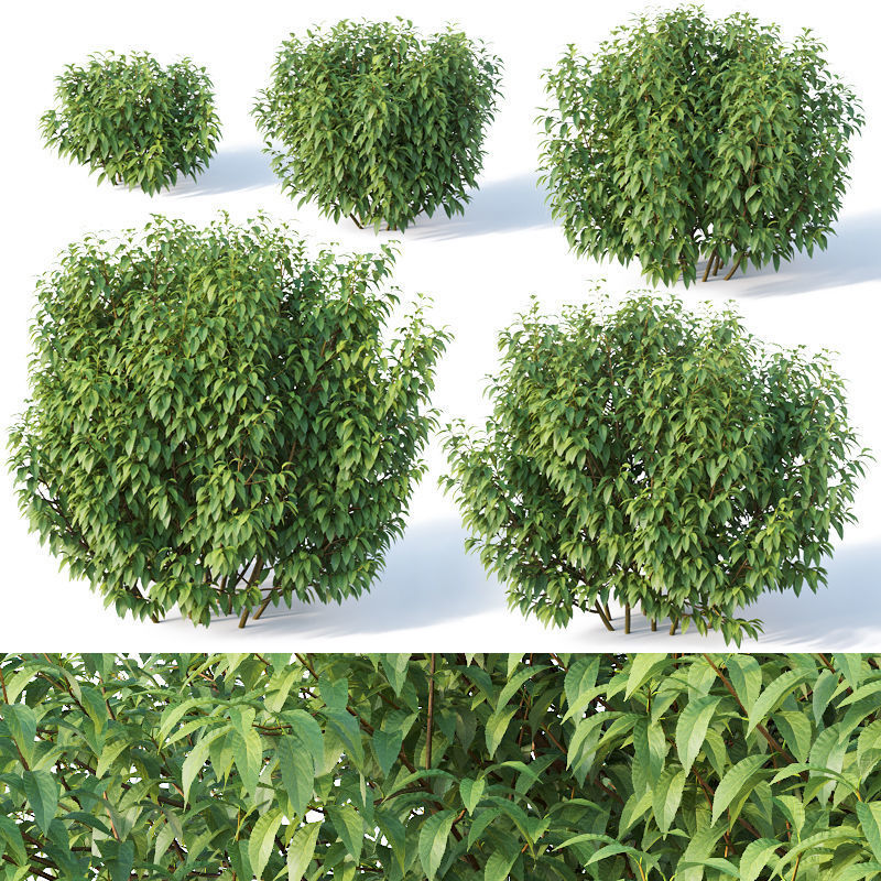 Forsythia 8 bushes Plus 2 hedges collection 3D model_2