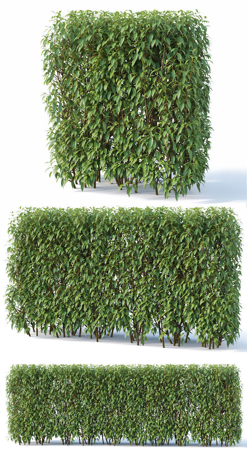 Forsythia 8 bushes Plus 2 hedges collection 3D model_3