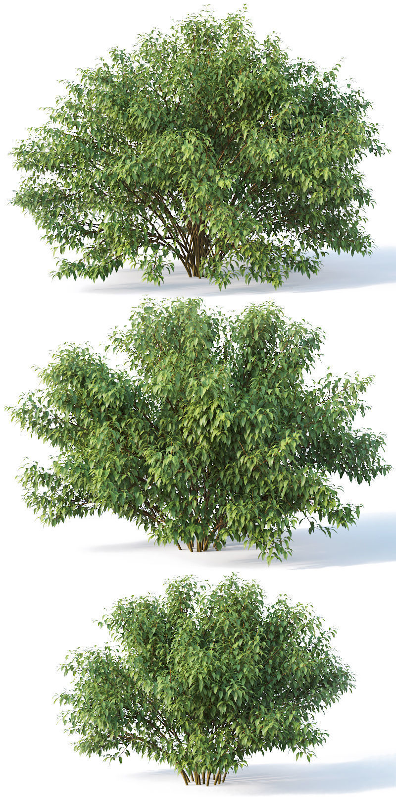 Forsythia 8 bushes Plus 2 hedges collection 3D model_5