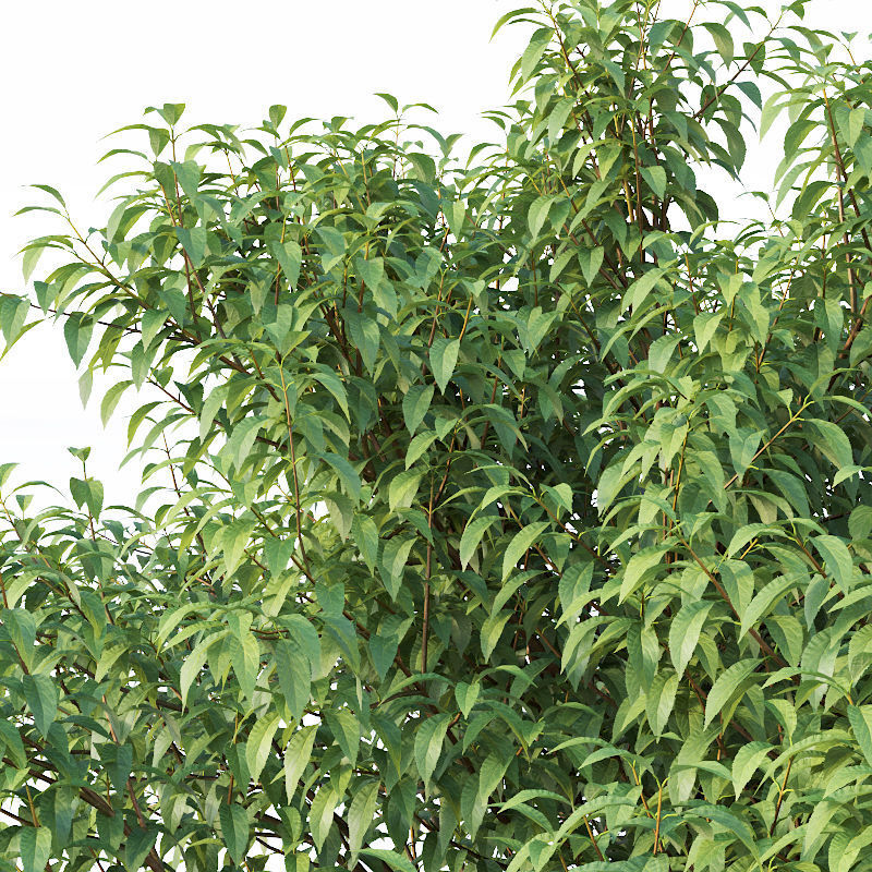 Forsythia 8 bushes Plus 2 hedges collection 3D model_11