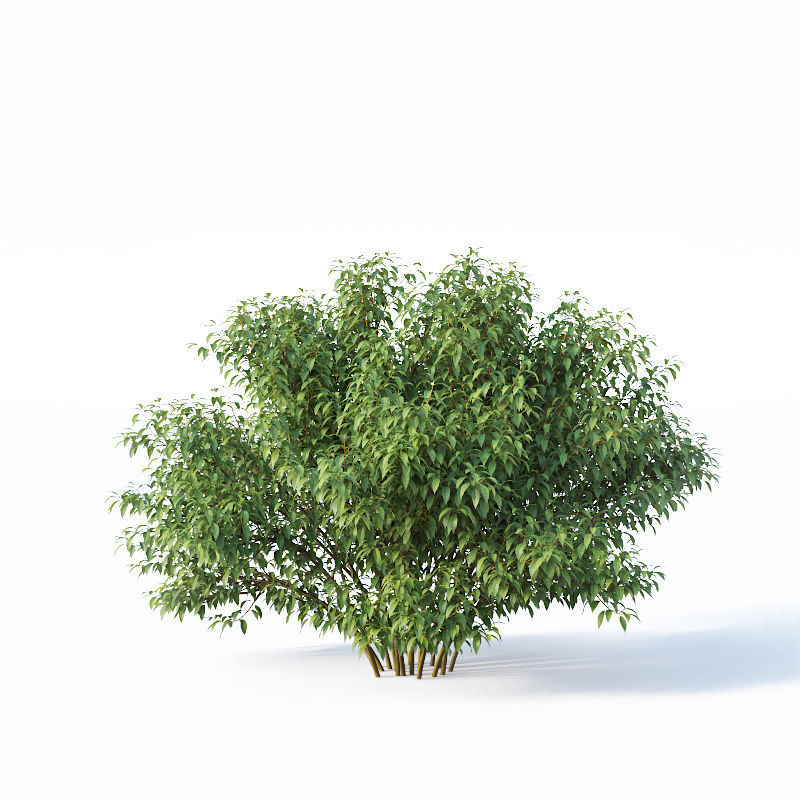 Forsythia 8 bushes Plus 2 hedges collection 3D model_8