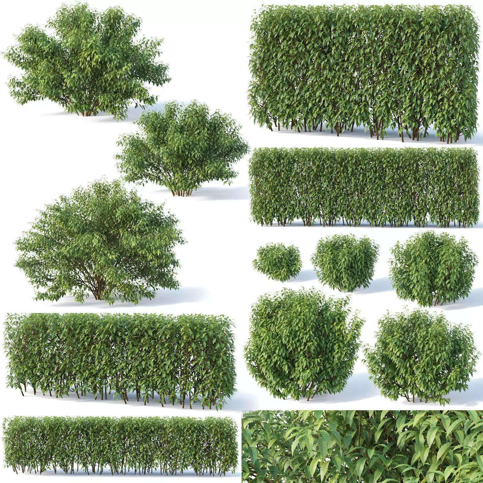 Forsythia 8 bushes Plus 2 hedges collection 3D model_0