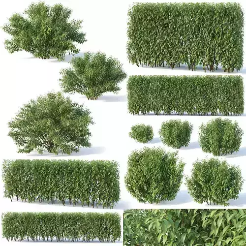 Forsythia 8 bushes Plus 2 hedges collection 3D model