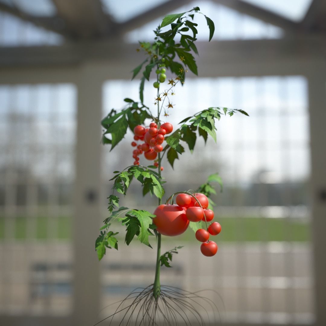 Tomato 3D model_1