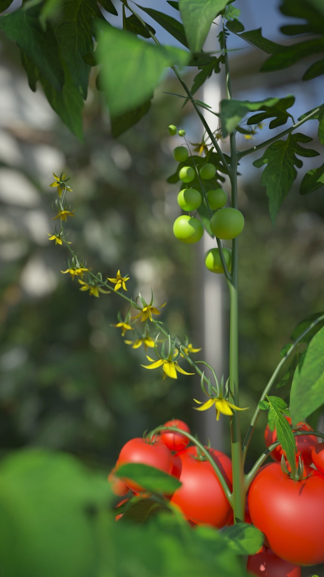 Tomato 3D model_4