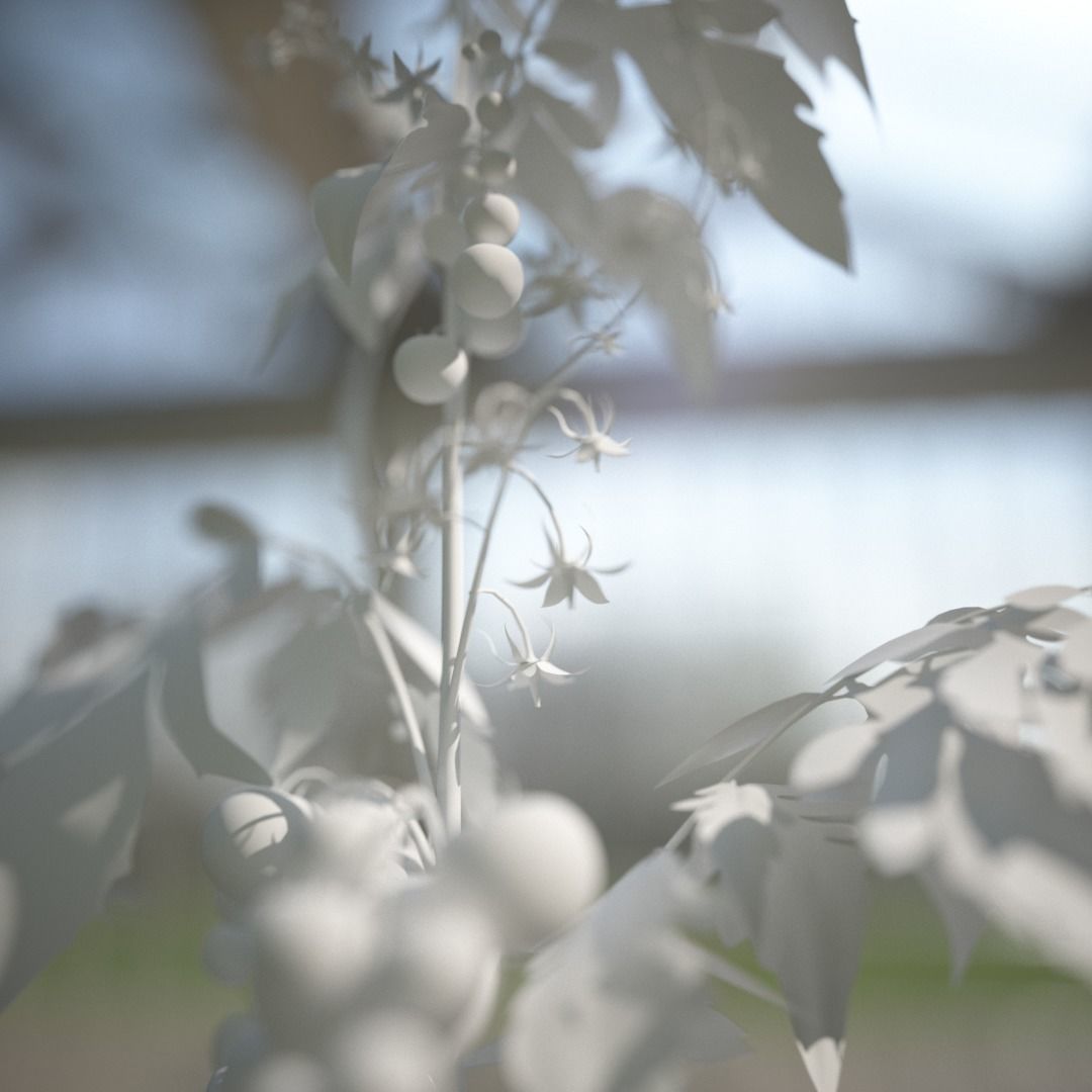 Tomato 3D model_8