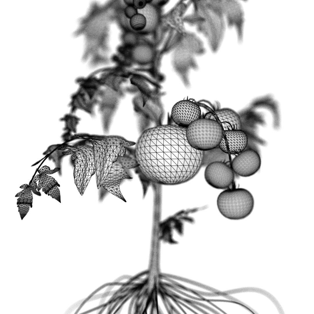 Tomato 3D model_5