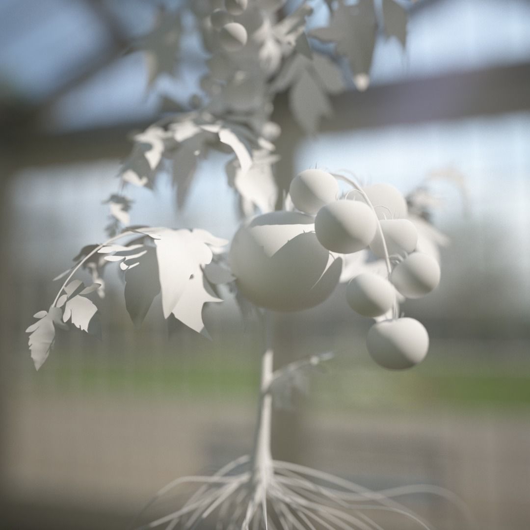 Tomato 3D model_6