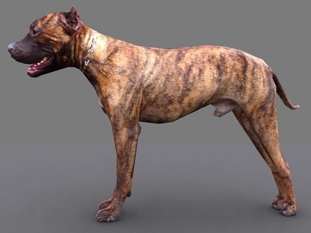pitbull dog Low-poly 3D model