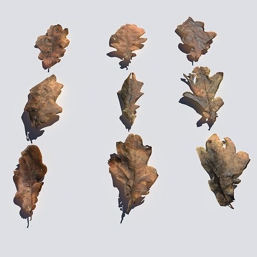Dry Oak Leaves Pack Low-poly 3D model