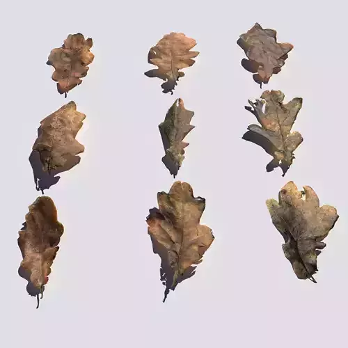 Dry Oak Leaves Pack Low-poly 3D model