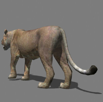 AWESOME Low-poly lioness Low-poly 3D model_13