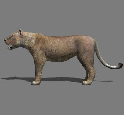 AWESOME Low-poly lioness Low-poly 3D model_11