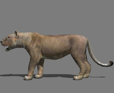 AWESOME Low-poly lioness Low-poly 3D model_4