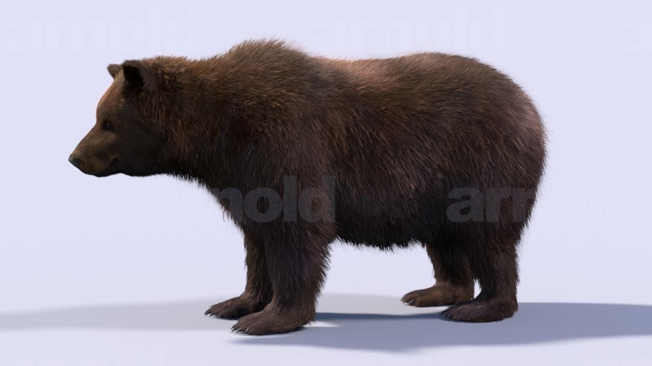 Bear-Maya bear 3D model_3