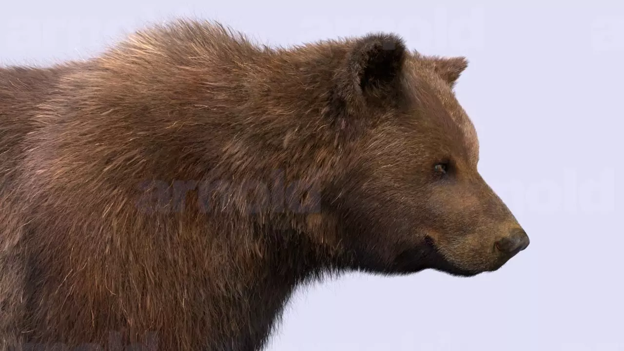 Bear-Maya bear 3D model_0