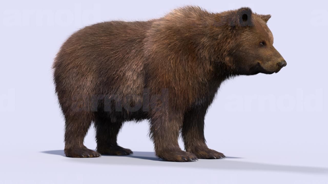 Bear-Maya bear 3D model_6