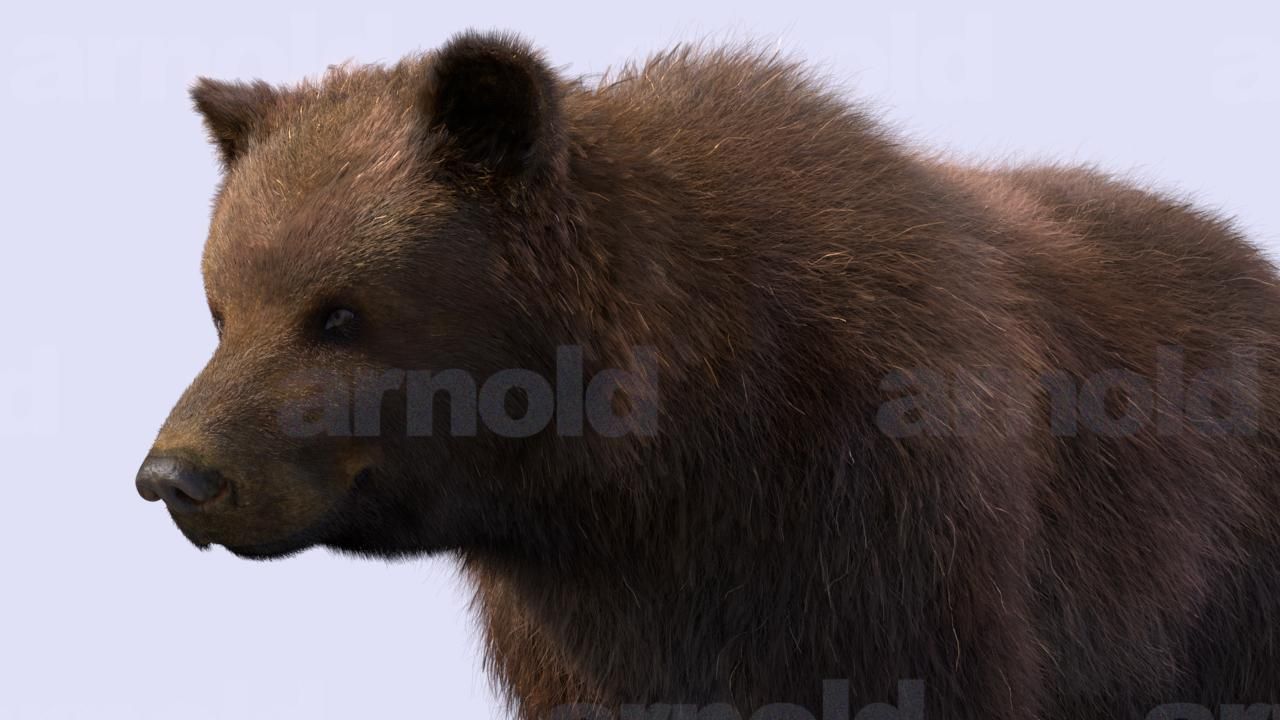 Bear-Maya bear 3D model_5