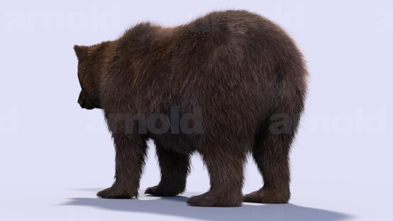 Bear-Maya bear 3D model_4
