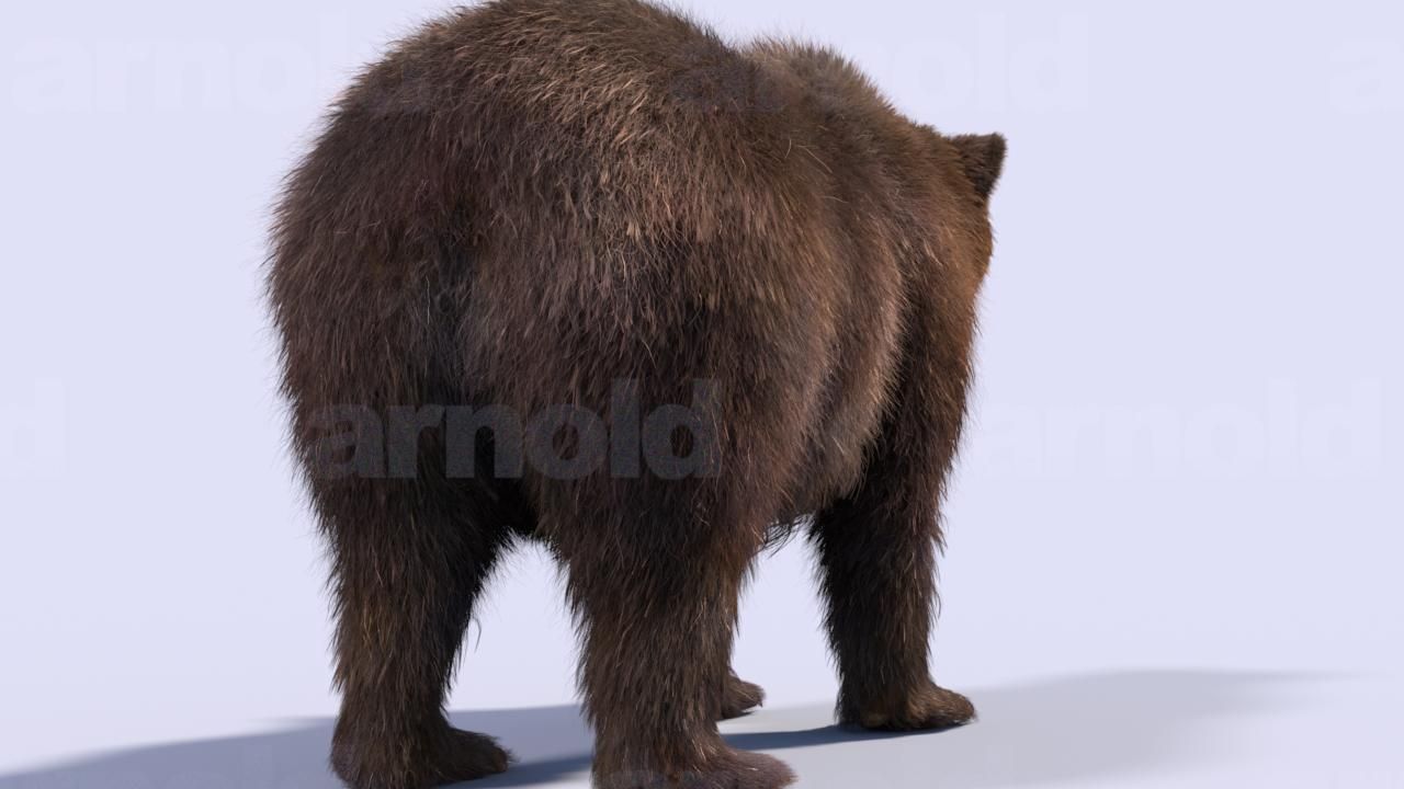 Bear-Maya bear 3D model_9