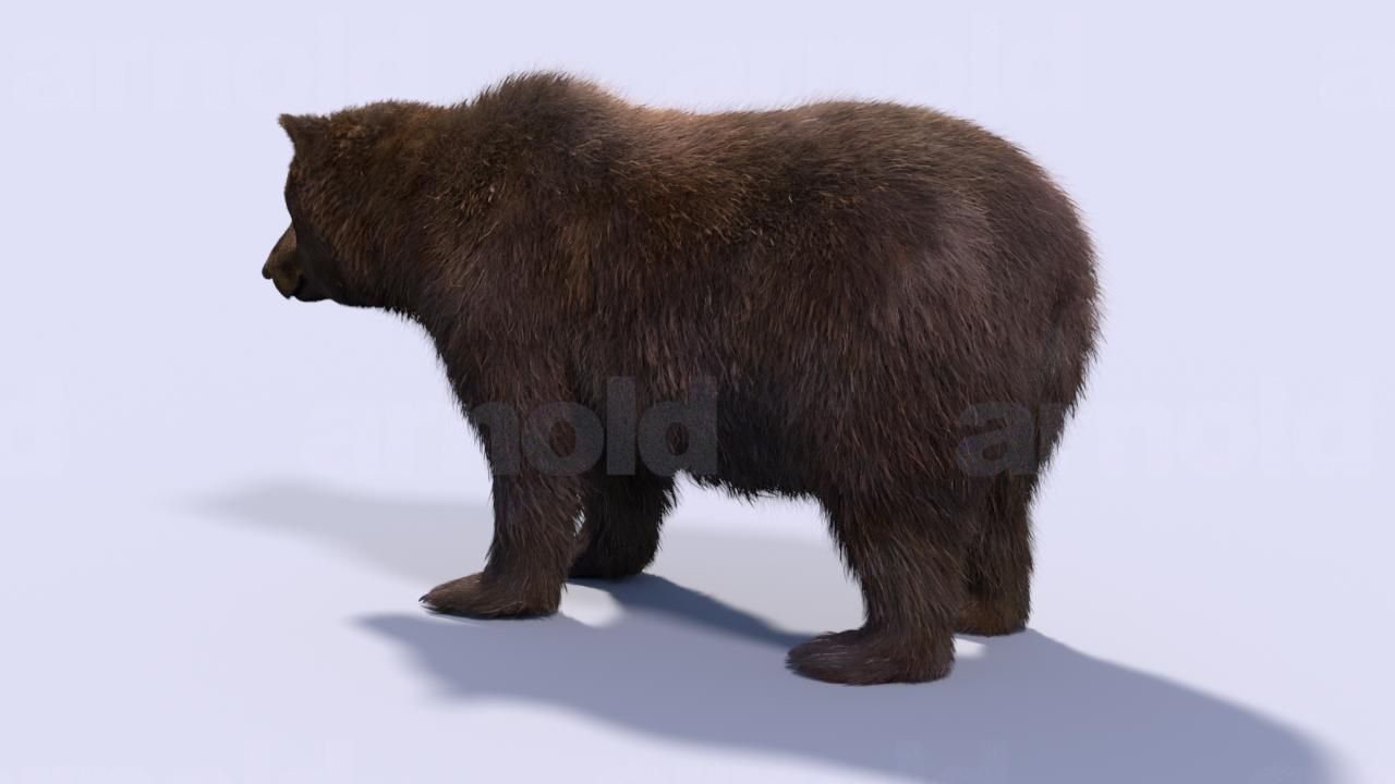 Bear-Maya bear 3D model_2