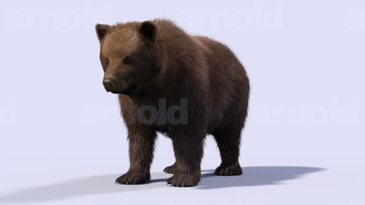 Bear-Maya bear 3D model_1