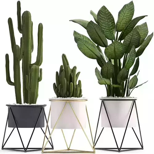 Collection of ornamental plants cactus