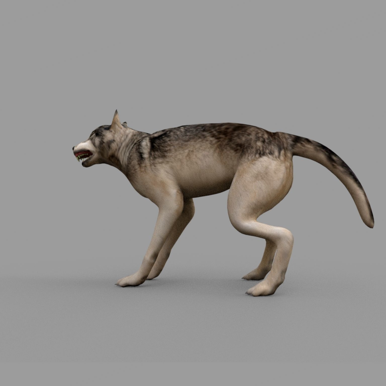 wolf rig Low-poly 3D model_3