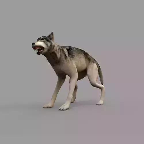 wolf rig