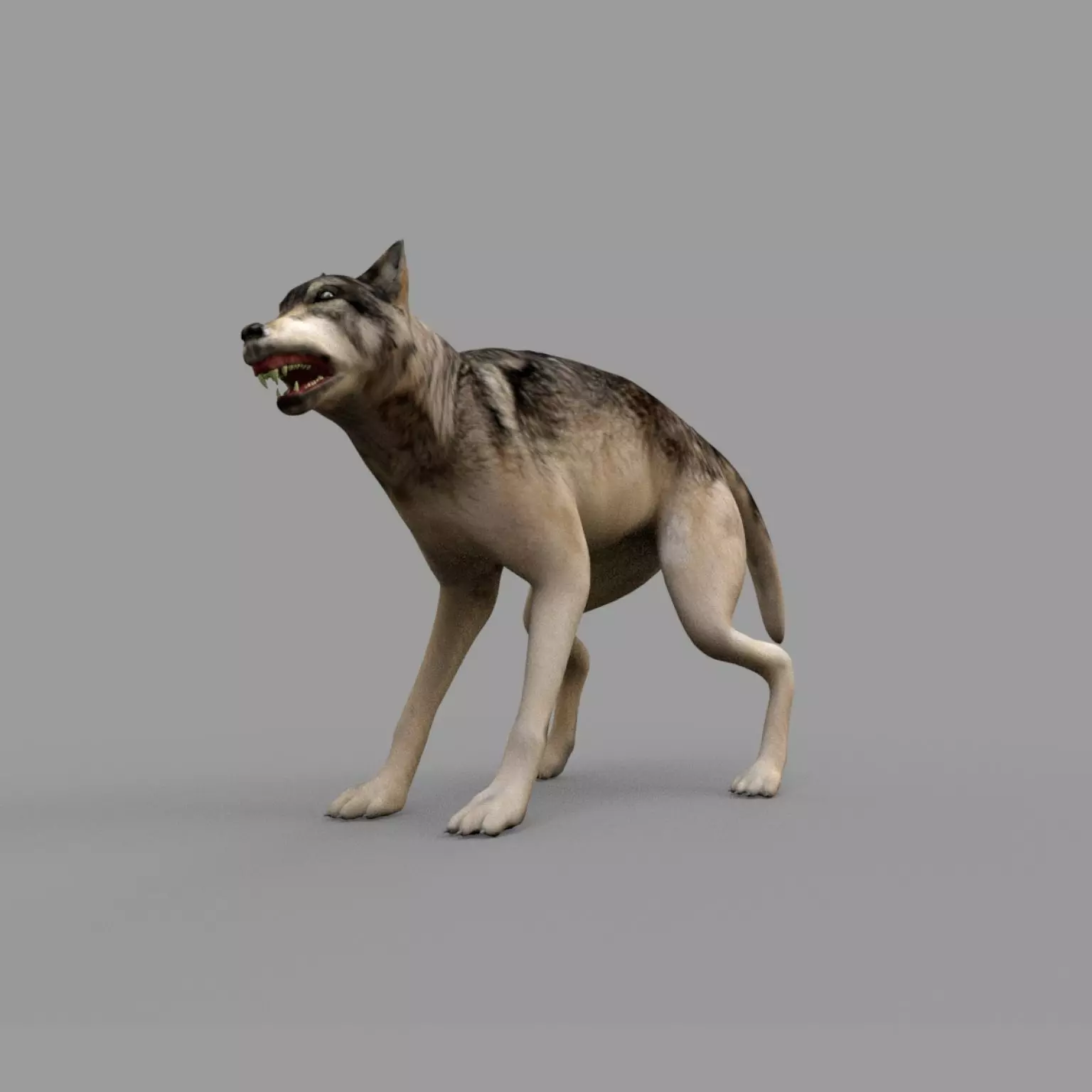 wolf rig Low-poly 3D model_0