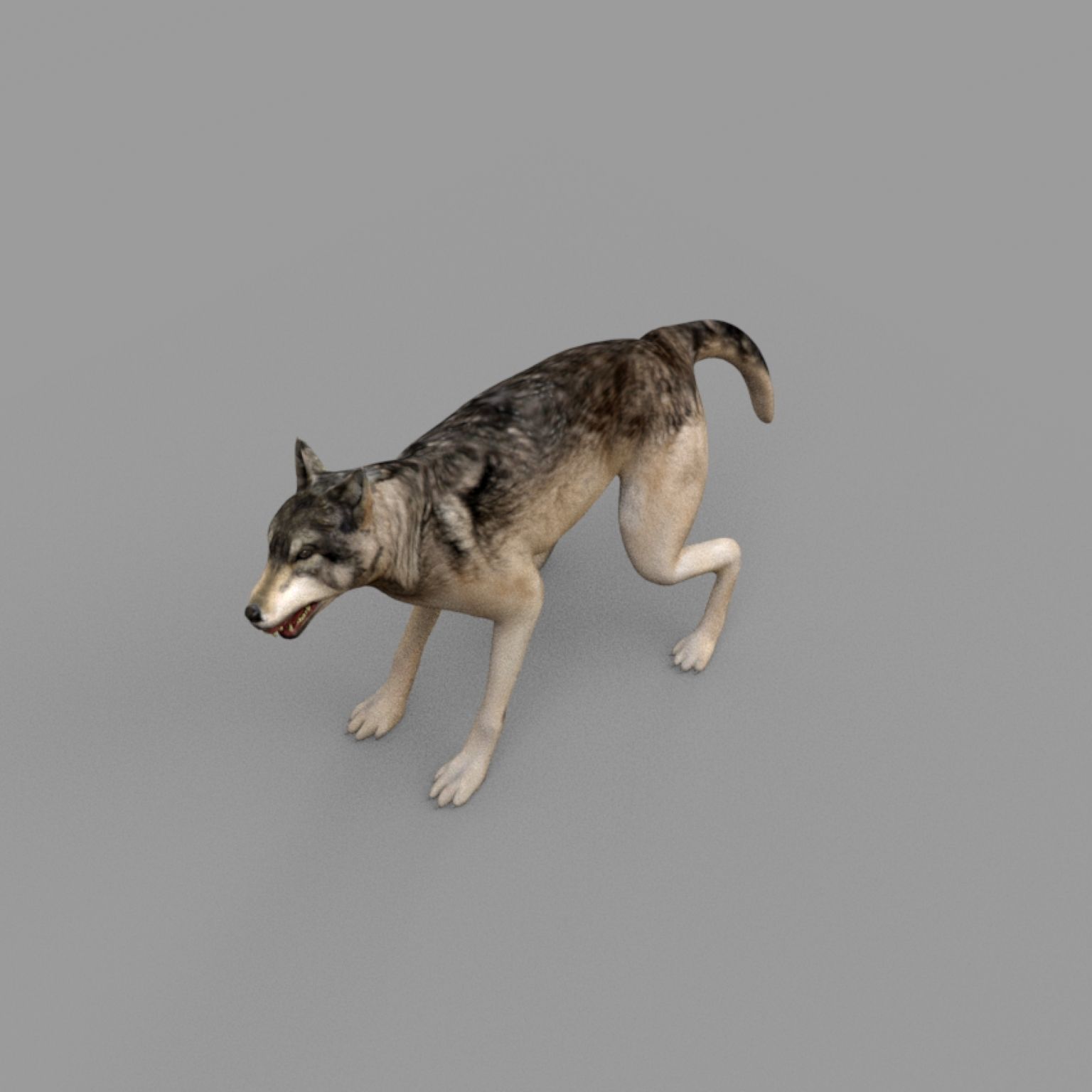 wolf rig Low-poly 3D model_4
